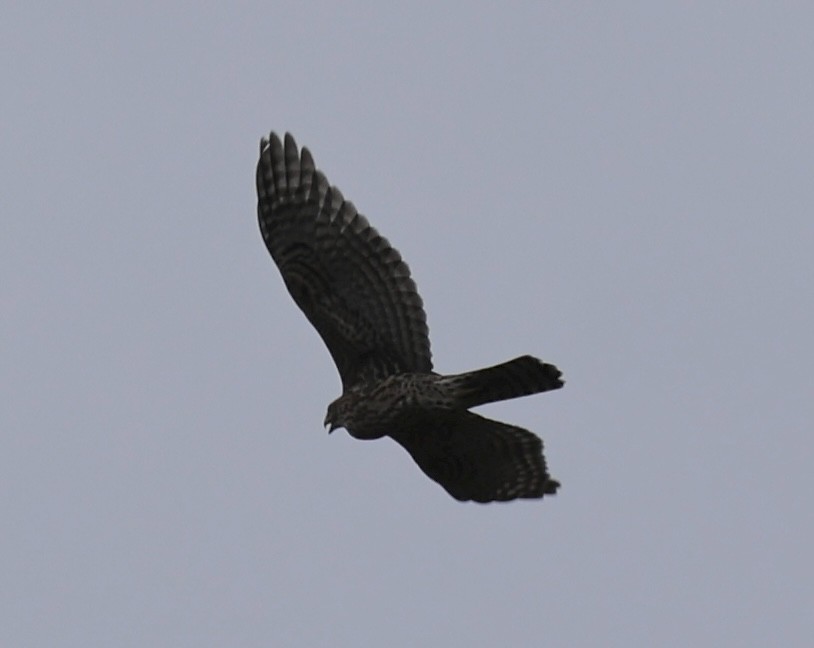 American Goshawk - ML640313141