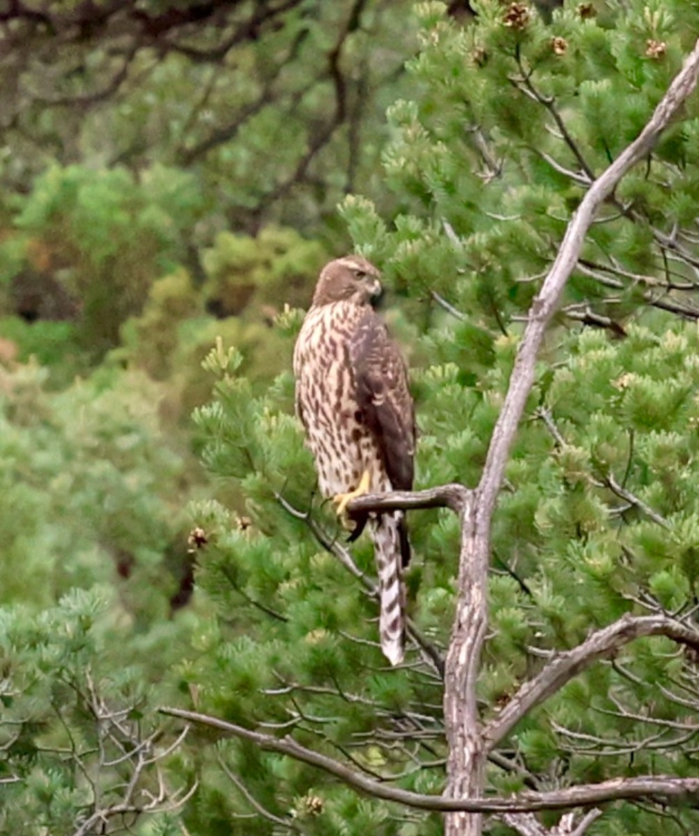 American Goshawk - ML640313142