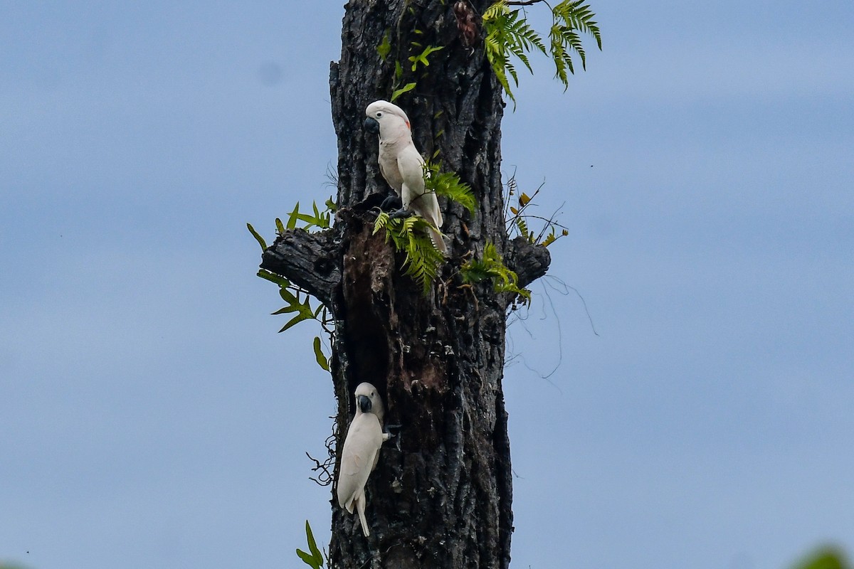 Salmon-crested Cockatoo - ML640313167
