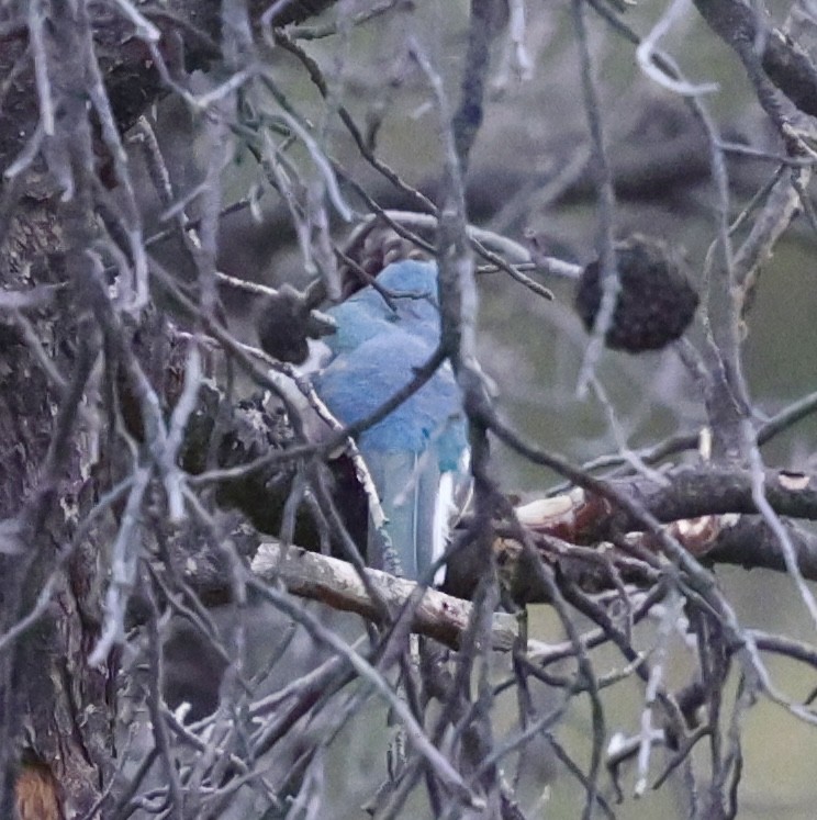 Elegant Trogon - ML640313171