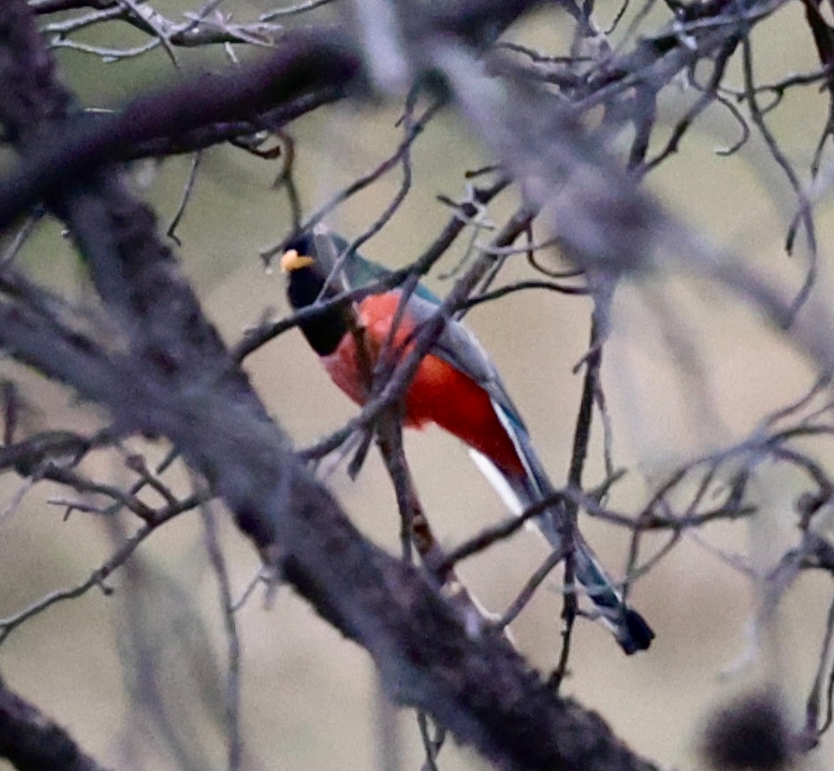 Elegant Trogon - ML640313172