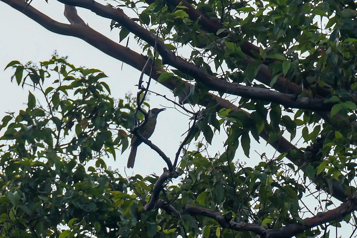 Seram Friarbird - ML640313226