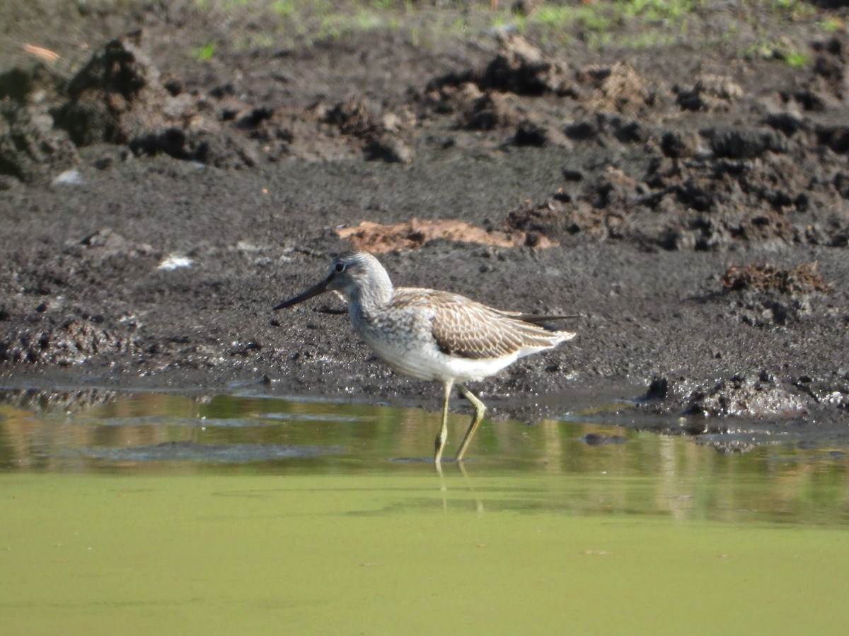 Common Greenshank - ML640313246