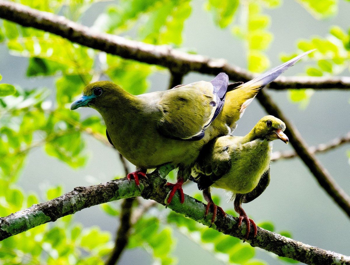 Pin-tailed Green-Pigeon - ML640313254