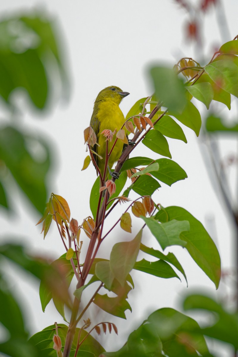 Yellow-crowned Euphonia - ML640313317