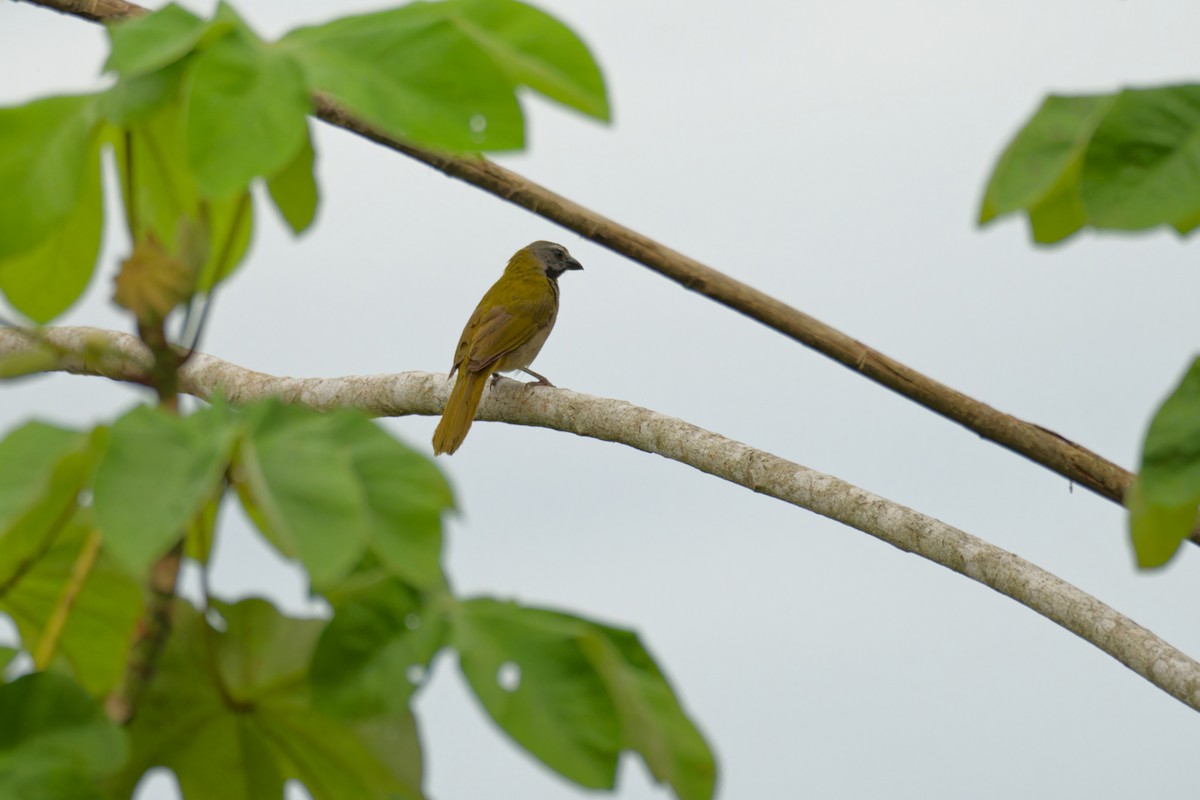 Buff-throated Saltator - ML640313359