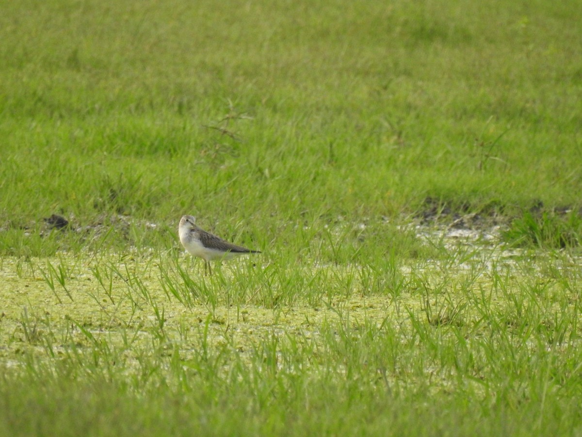 Common Greenshank - ML640313362