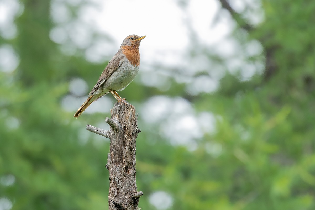 Улаан гүеэт хөөндэй - ML640313369