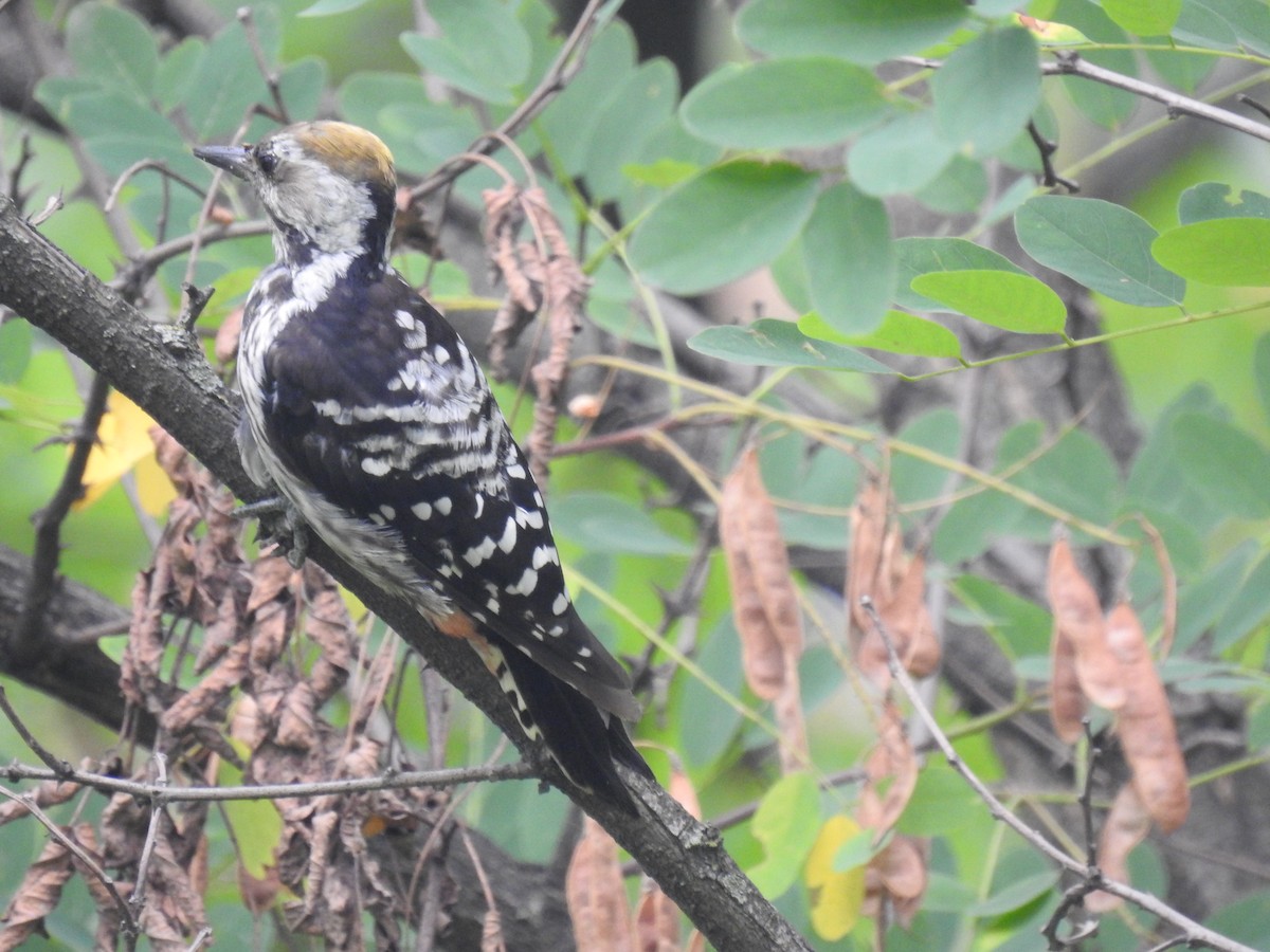 Brown-fronted Woodpecker - ML640313421