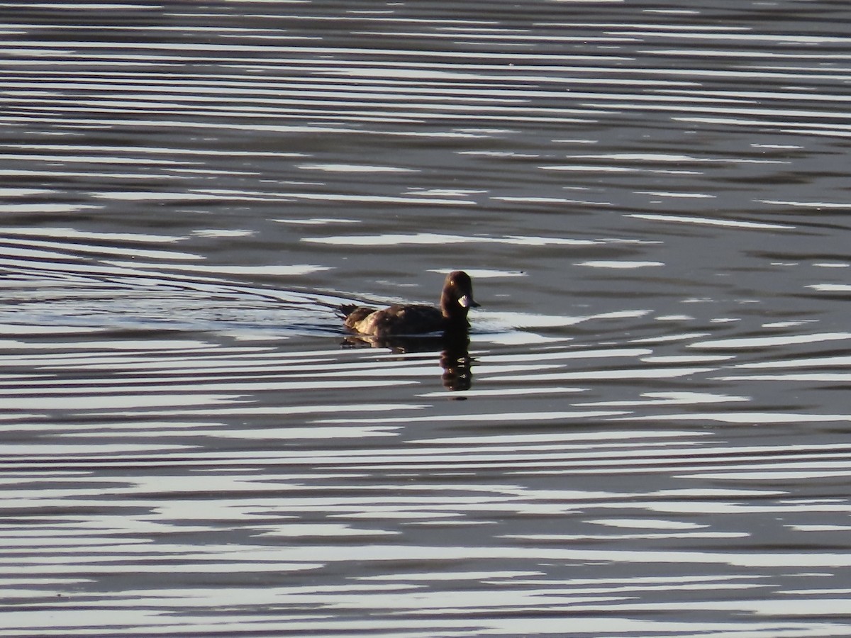 purpurhodeand - ML640313456