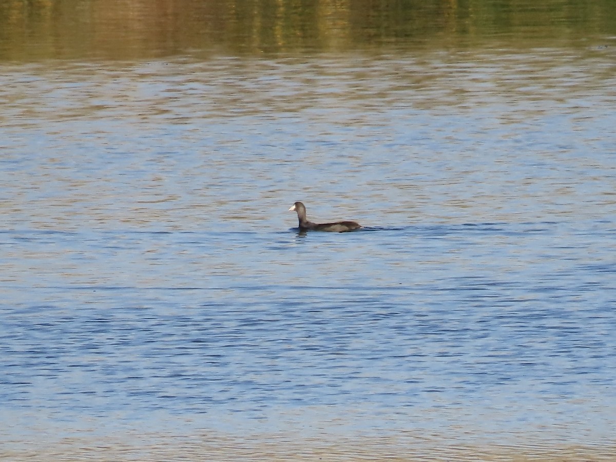 amerikasothøne - ML640313487