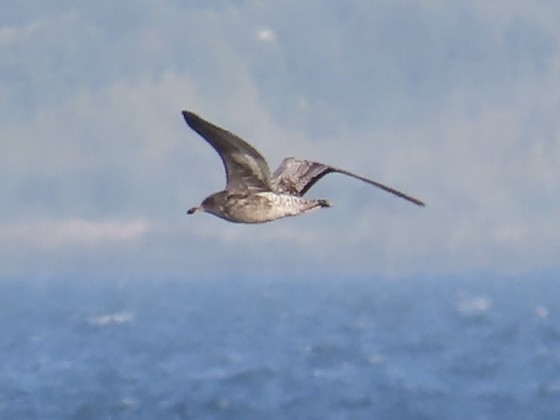 præriegråmåke - ML640313500