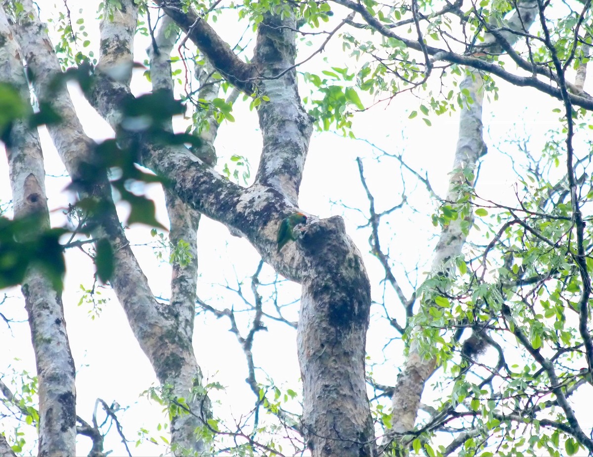 Large Fig-Parrot - ML640313502