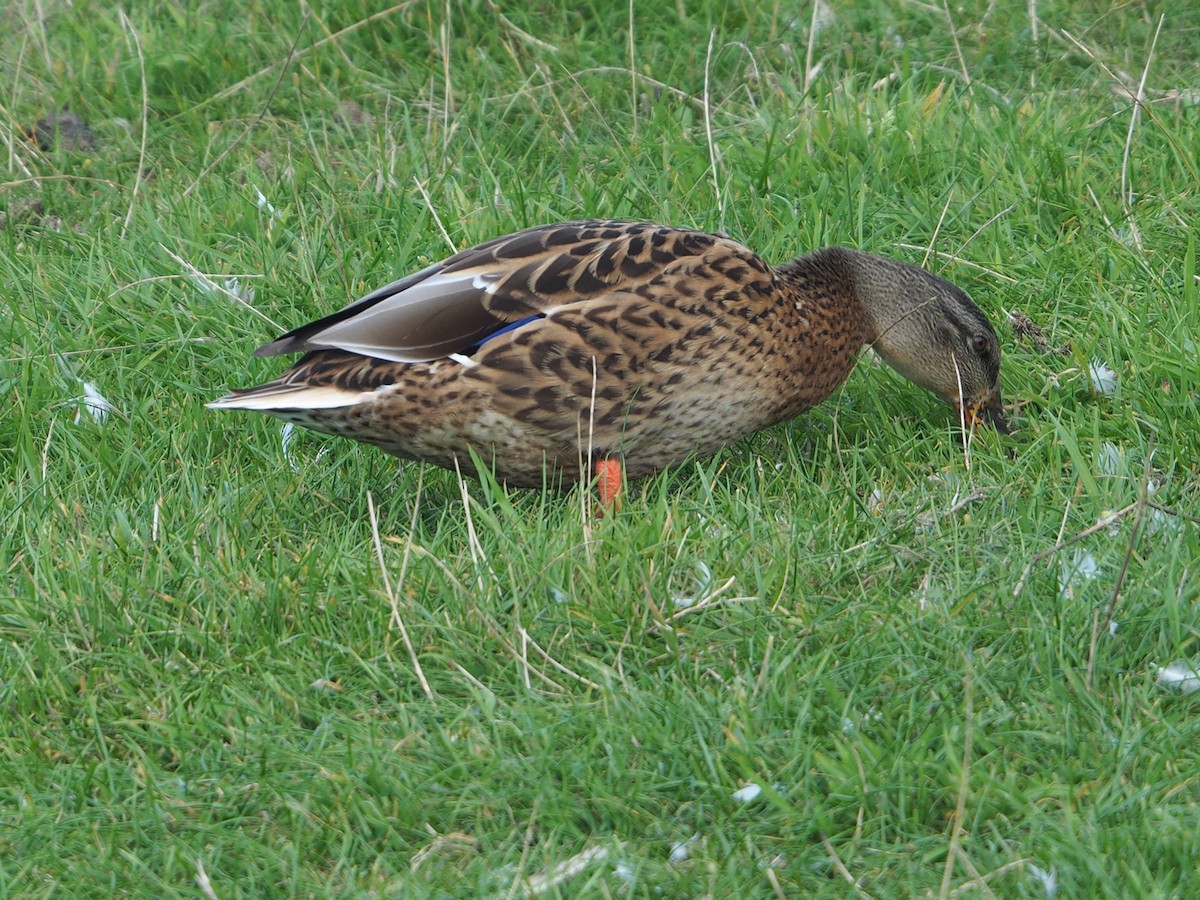 Mallard - ML640313504