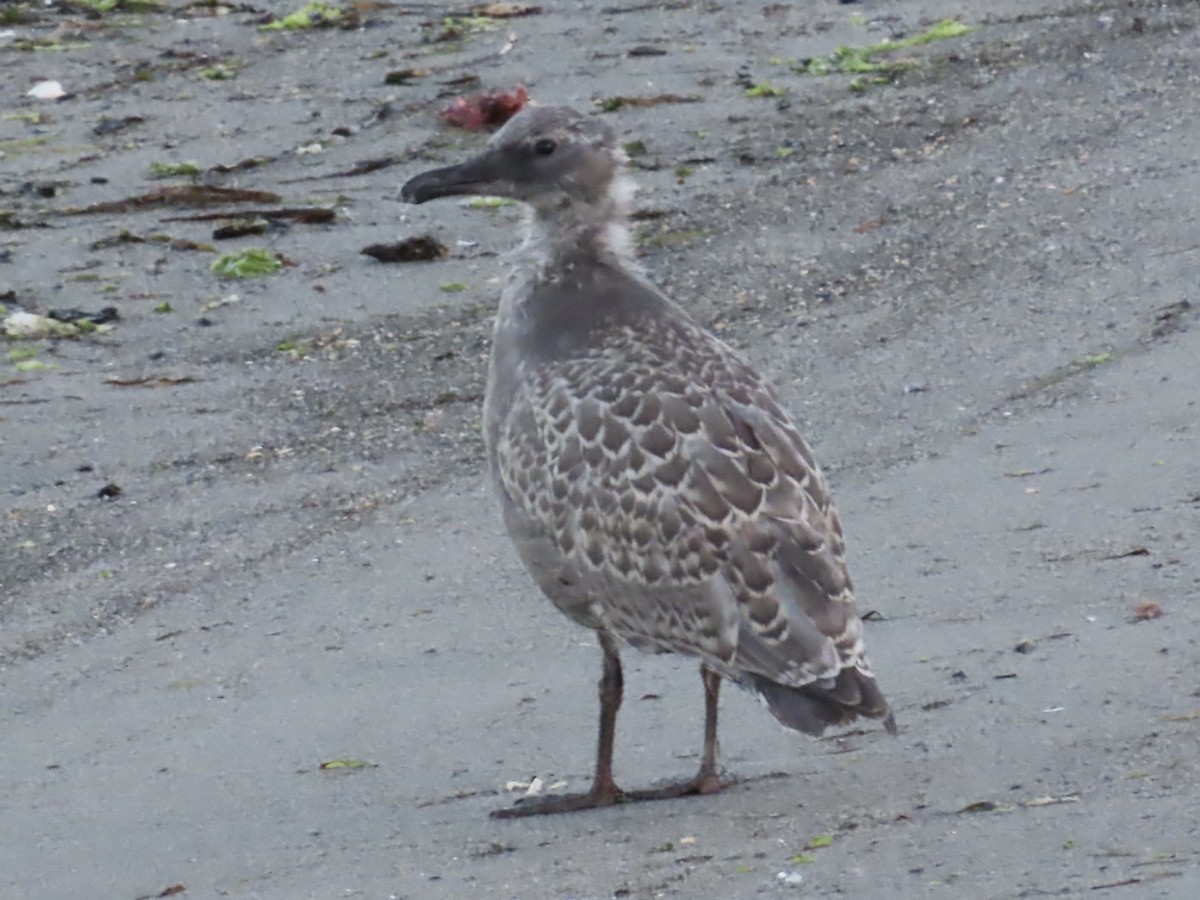 kaliforniasvartbak x gråvingemåke (hybrid) - ML640313507