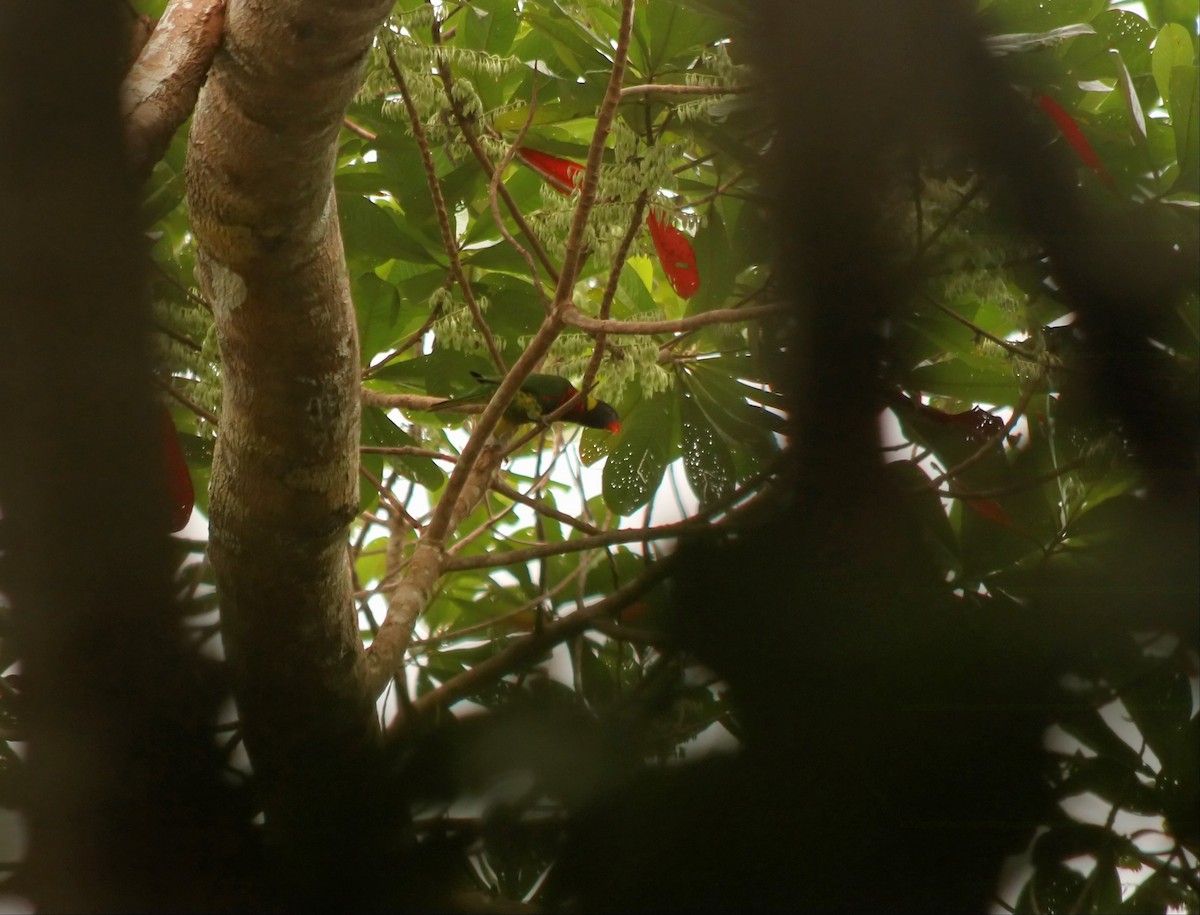 Coconut Lorikeet - ML640313509