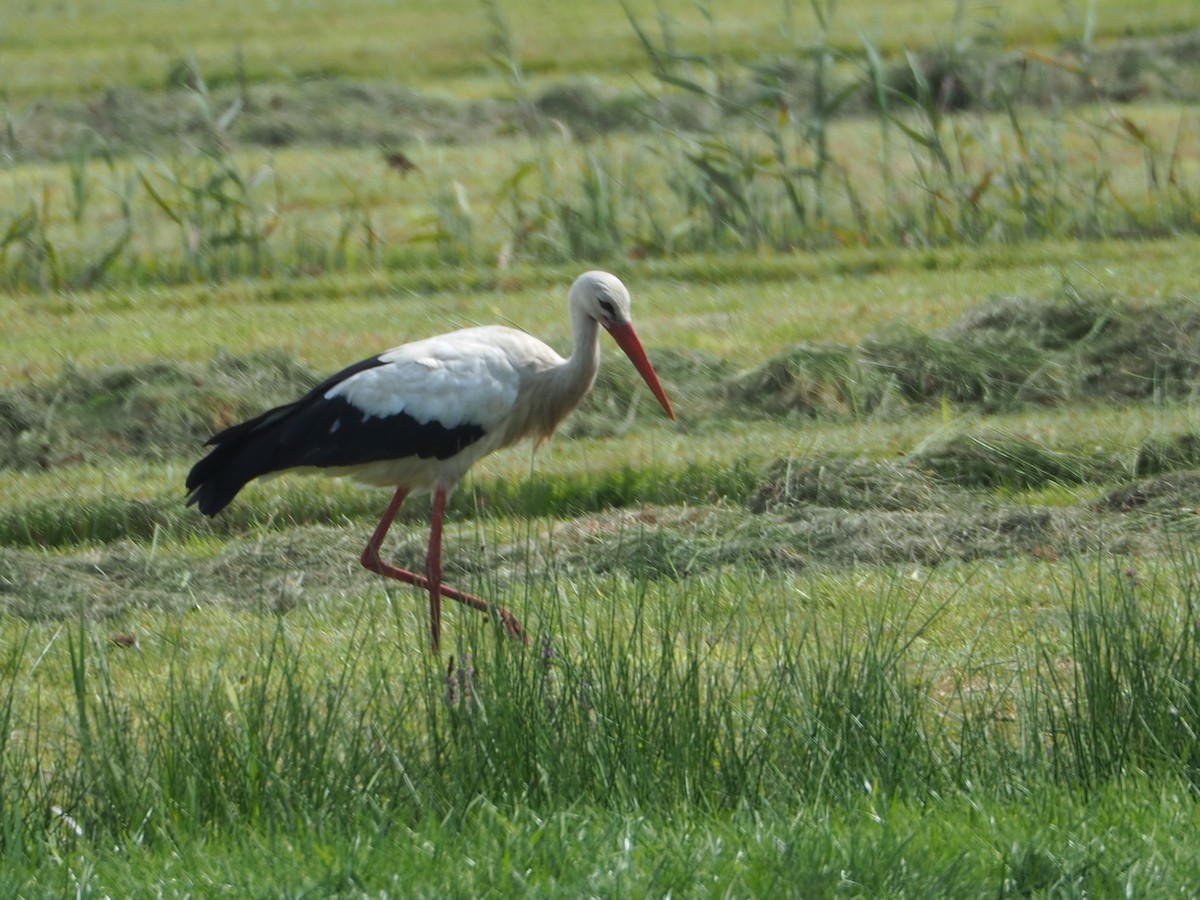 White Stork - ML640313510