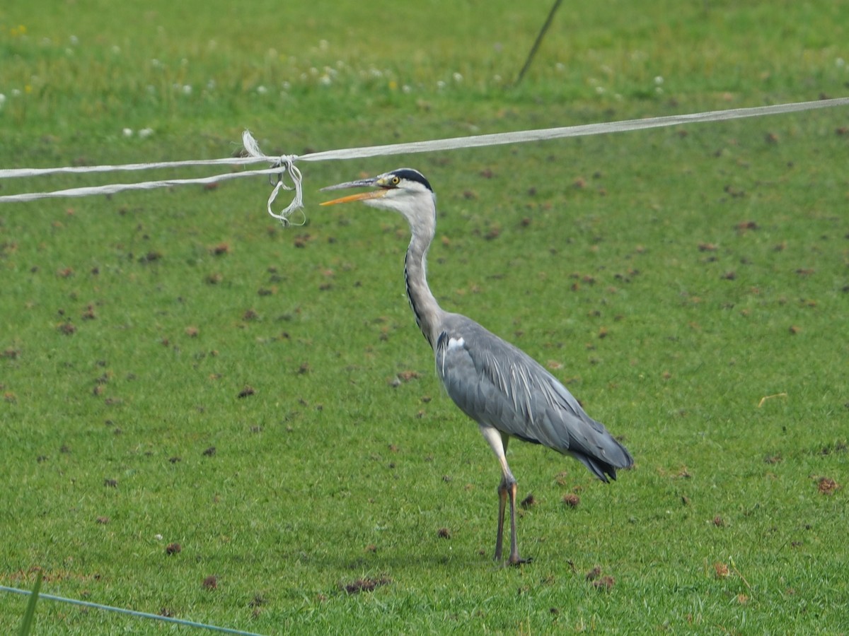 Gray Heron - ML640313540