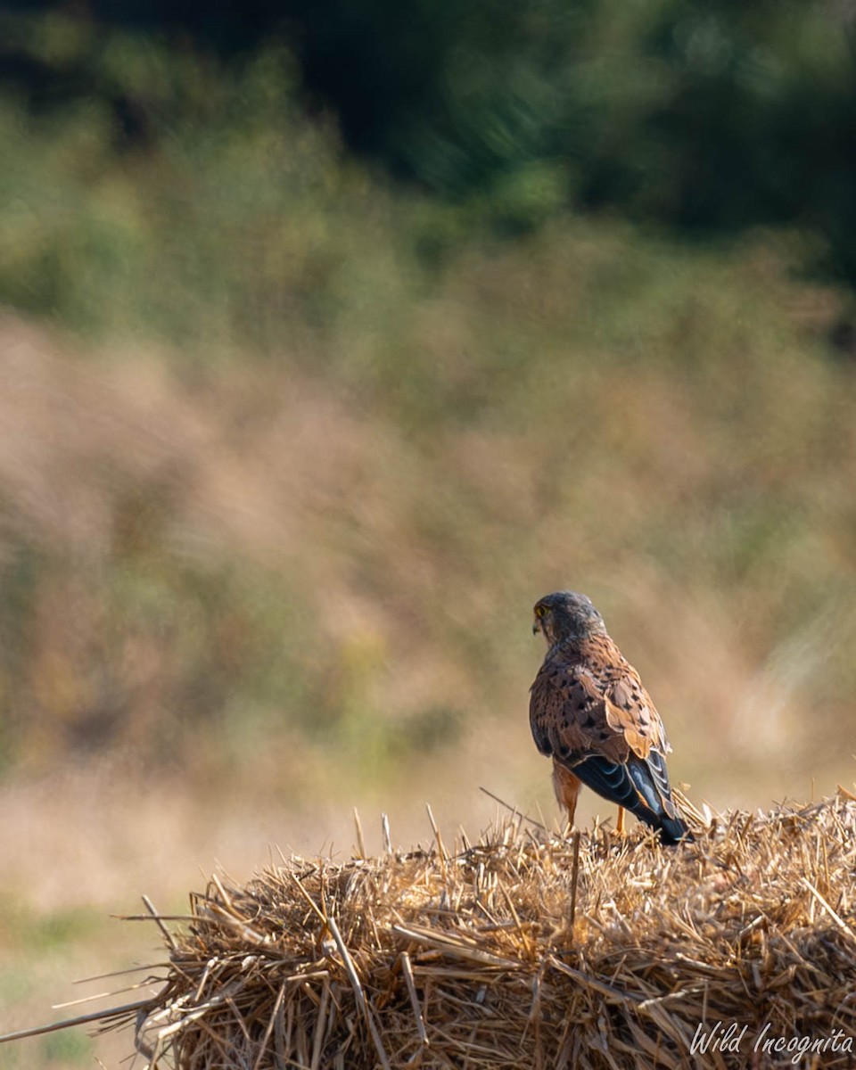 Eurasian Kestrel - ML640313558