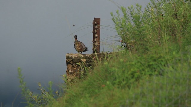 Black Francolin - ML640313560