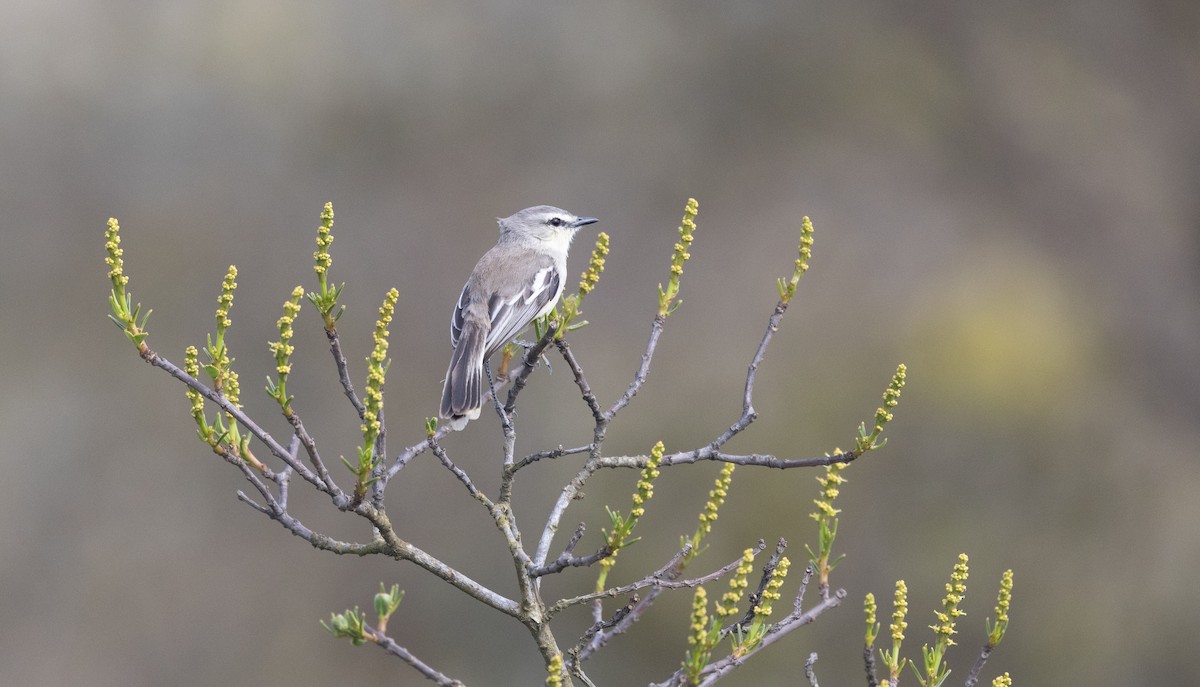 Bahia Wagtail-Tyrant - ML640313586