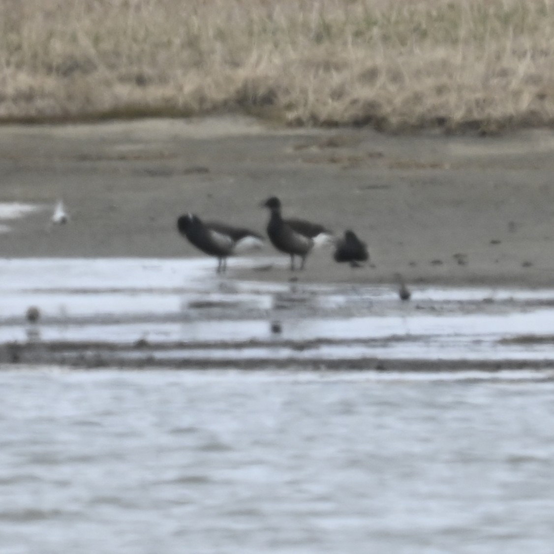 Brant - ML640313592