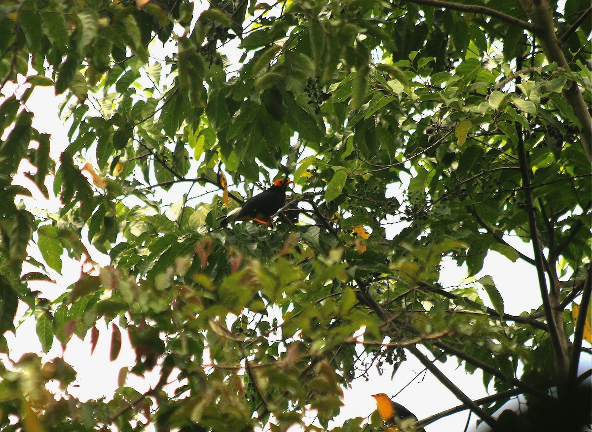 Yellow-faced Myna - ML640313594