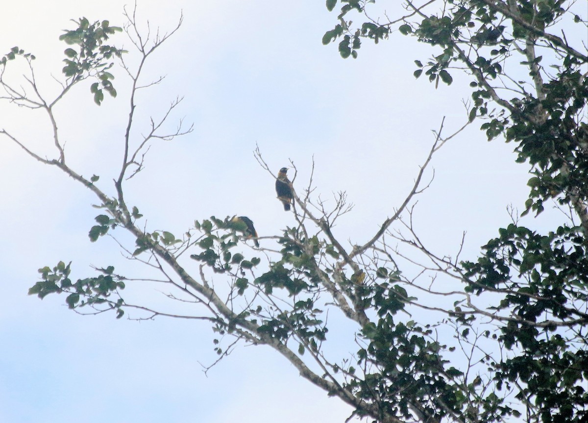 Golden Myna - ML640313607