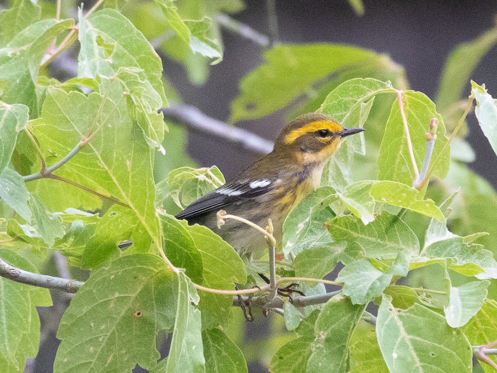 Townsend's Warbler - ML640313640