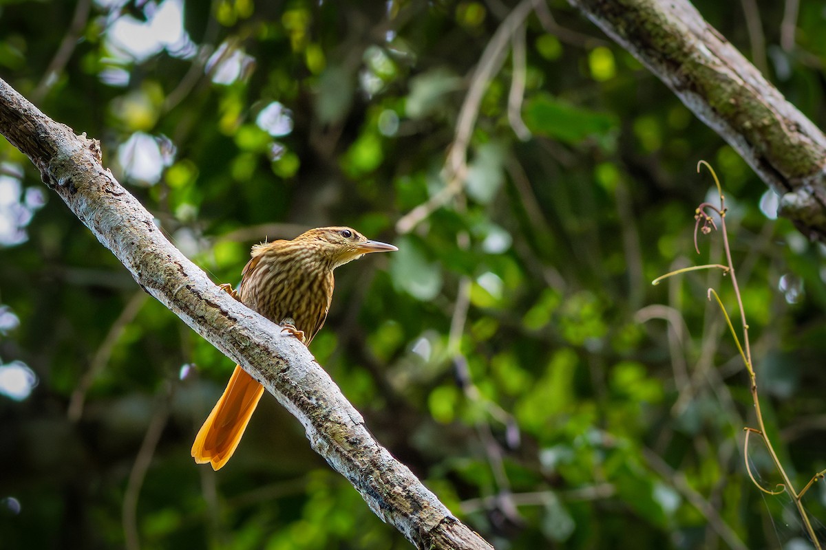 Pale-browed Treehunter - ML640313671