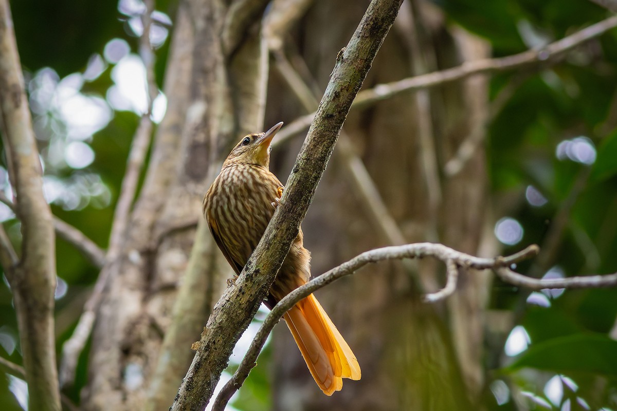 Pale-browed Treehunter - ML640313673