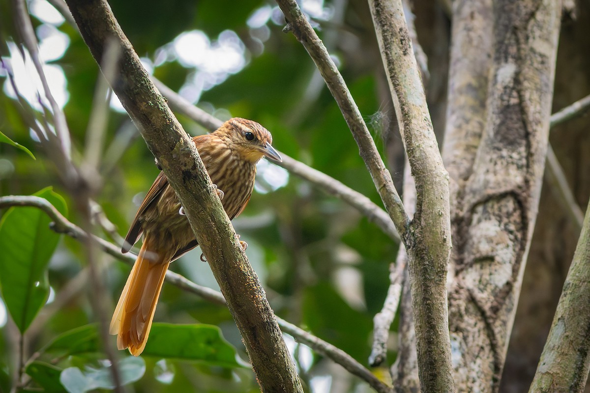 Pale-browed Treehunter - ML640313674