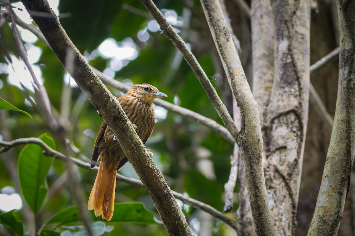 Pale-browed Treehunter - ML640313675