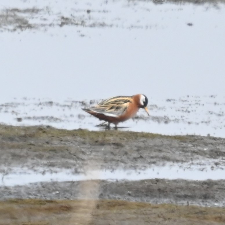 Red Phalarope - ML640313677