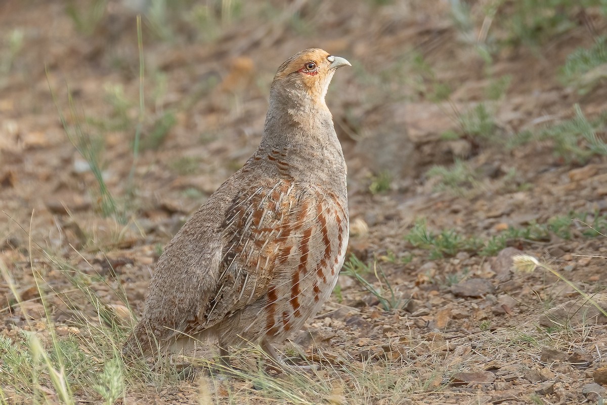 Daurian Partridge - ML640313690
