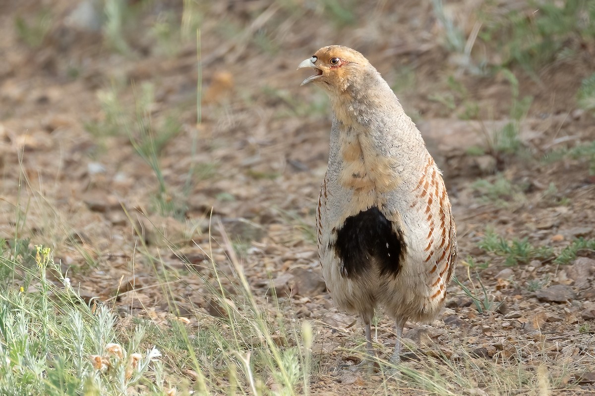 Daurian Partridge - ML640313691