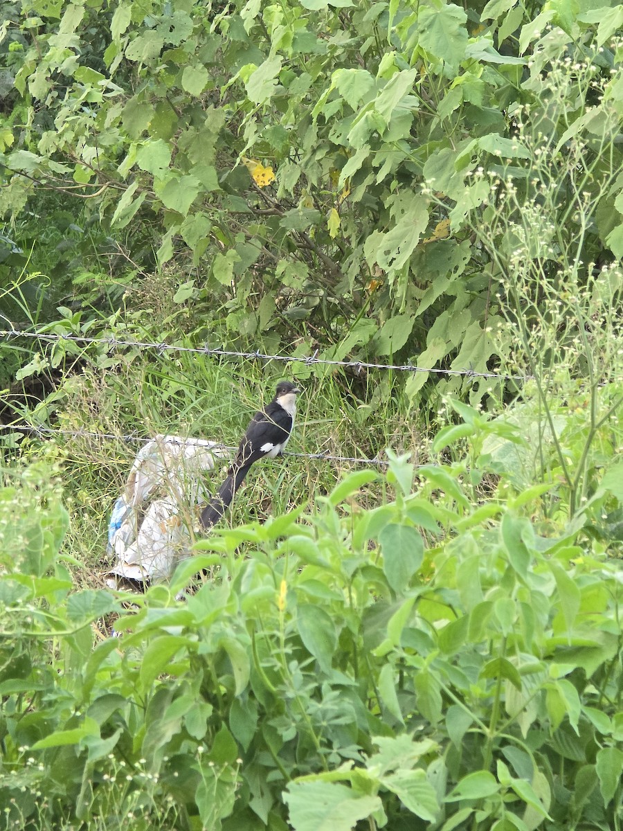 Pied Cuckoo - ML640313695
