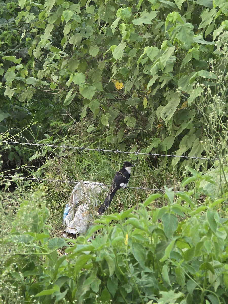 Pied Cuckoo - ML640313696