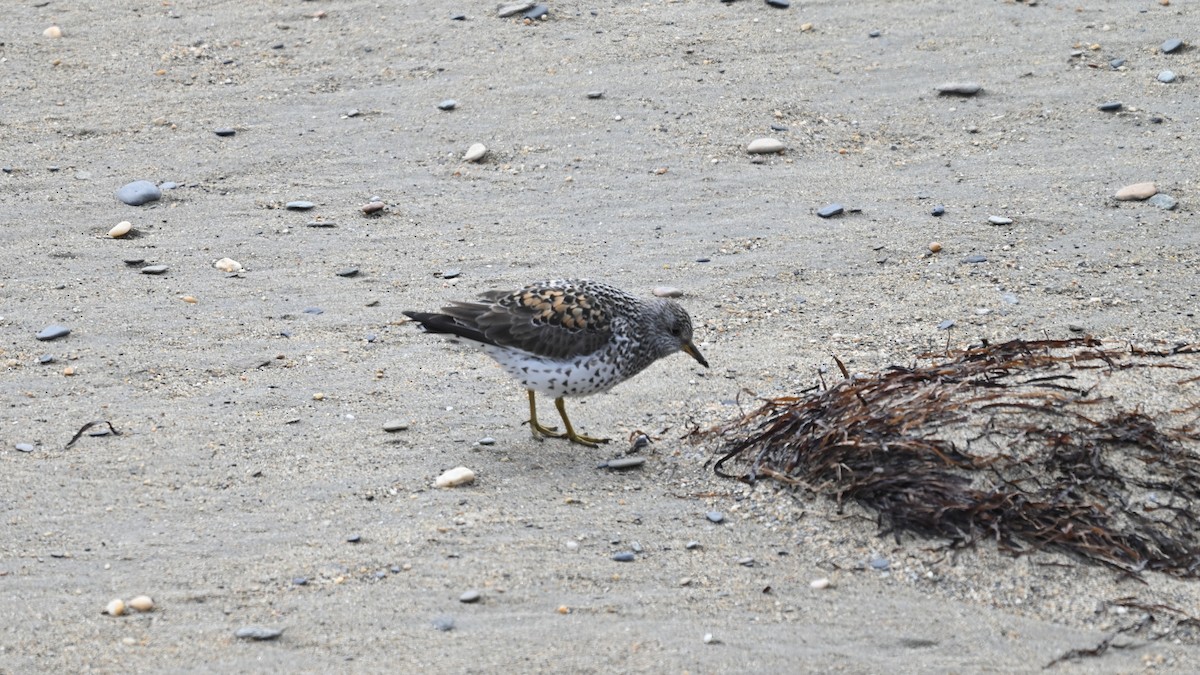 Surfbird - ML640313698