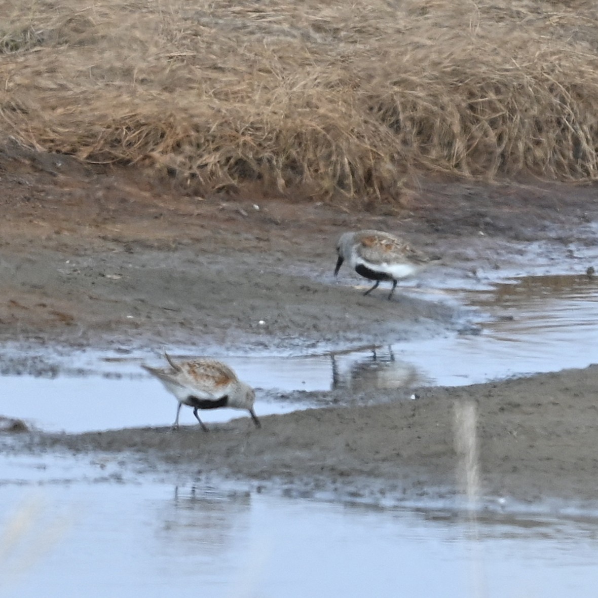 Dunlin - ML640313709