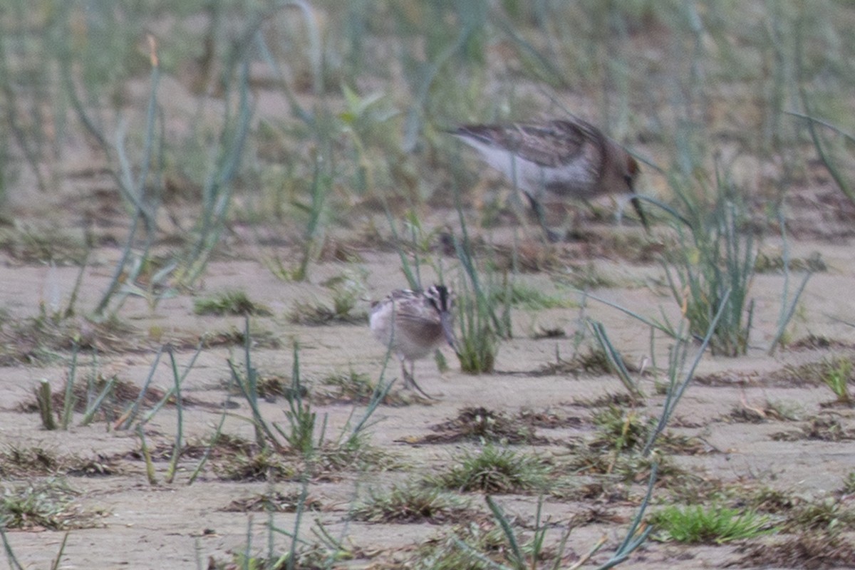 Broad-billed Sandpiper - ML640313710
