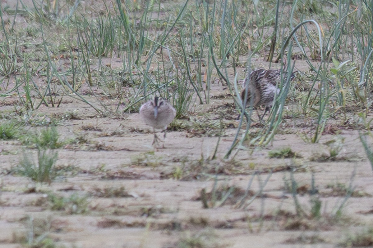 Broad-billed Sandpiper - ML640313711