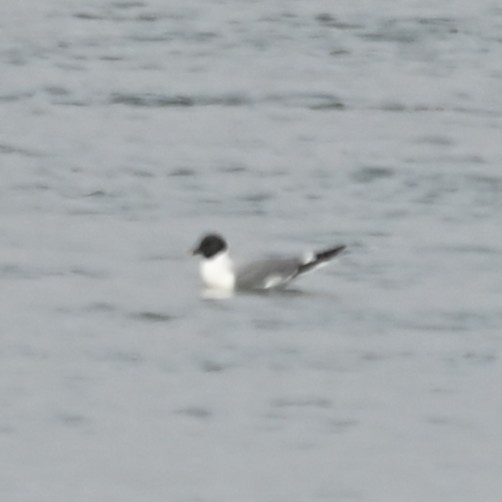 クビワカモメ - ML640313743