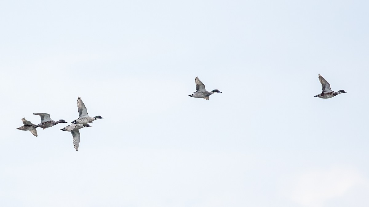 Falcated Duck - ML640313770
