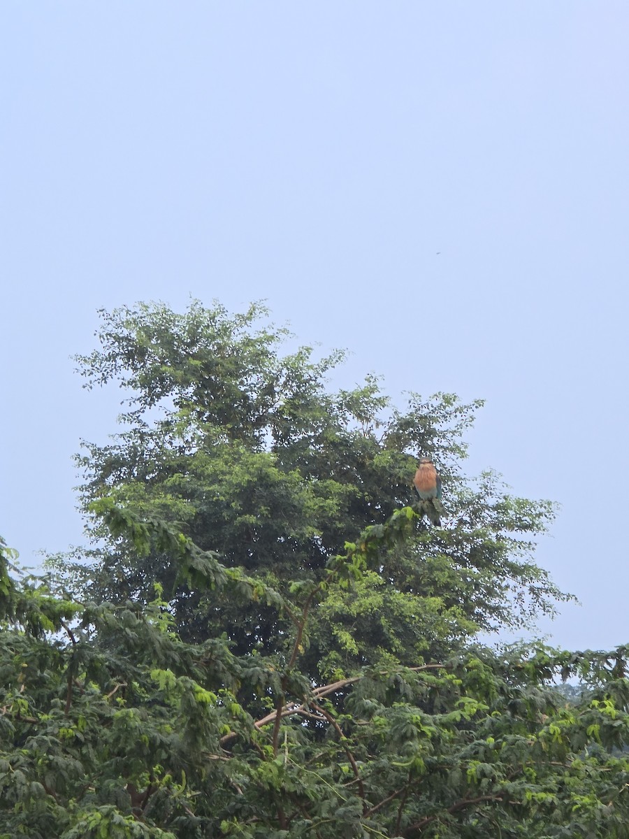 Indian Roller - ML640313774