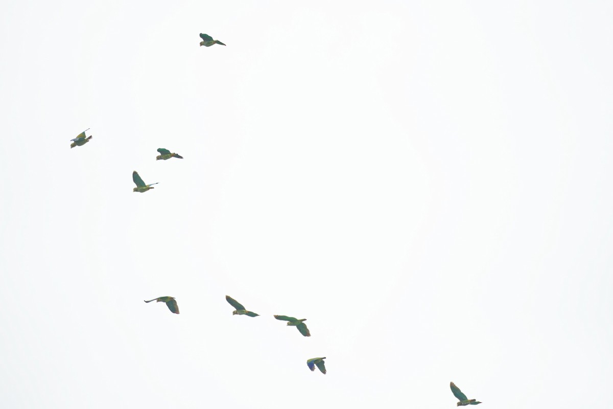 Loro Senil - ML640313806