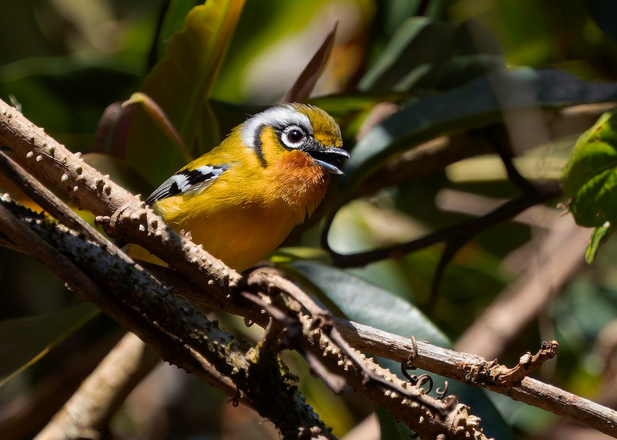 Black-eared Shrike-Babbler - ML640313810