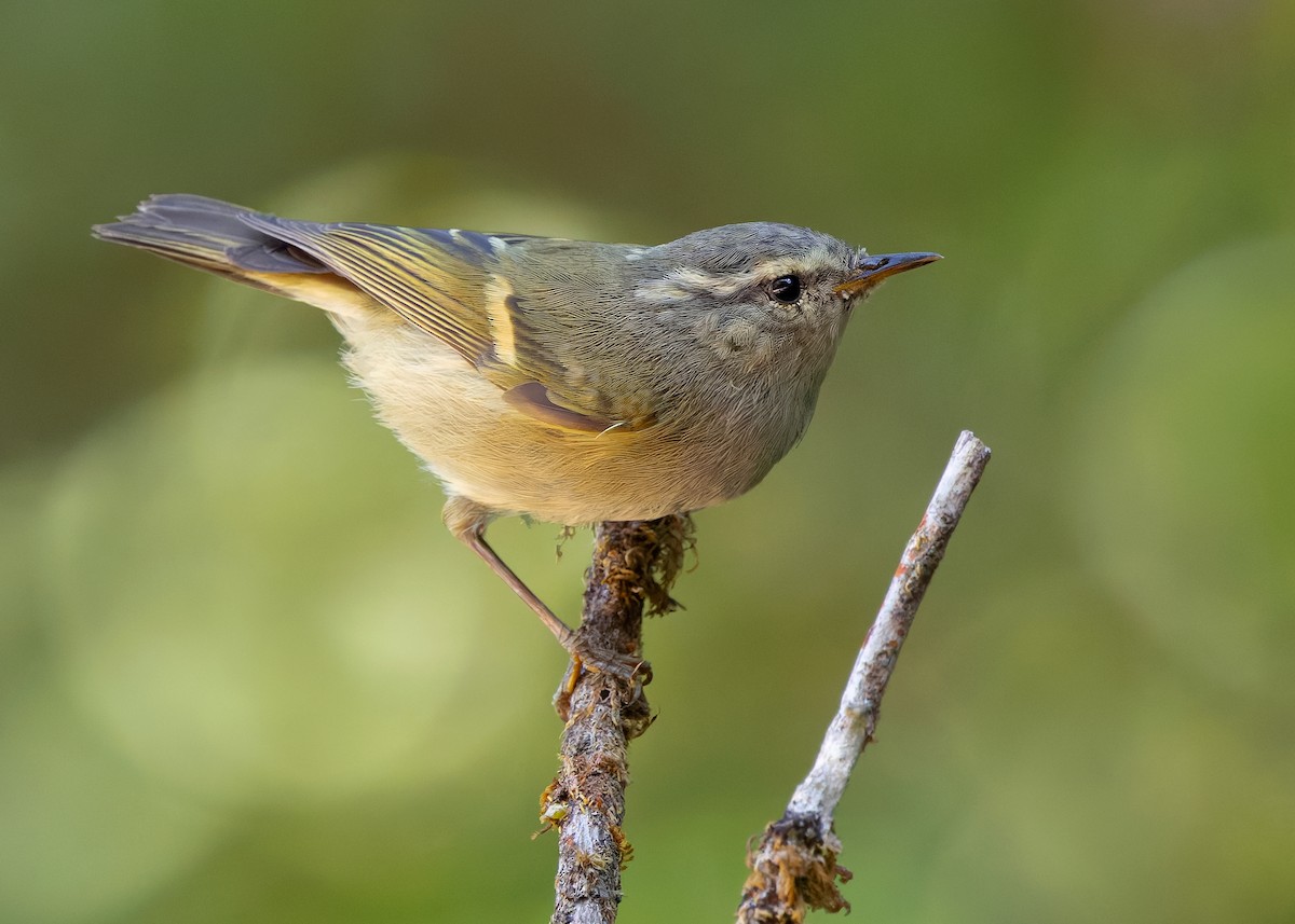 Buff-barred Warbler - ML640313819
