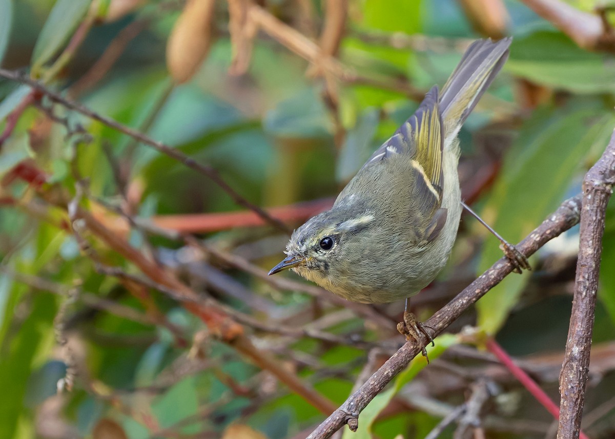 Buff-barred Warbler - ML640313820