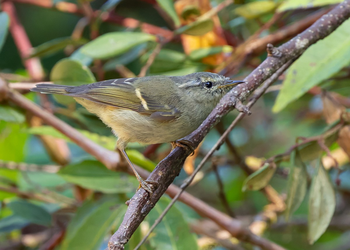 Buff-barred Warbler - ML640313821